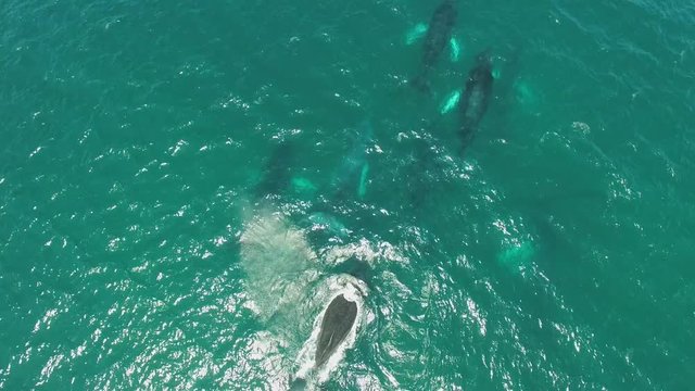 Humpback Whale Watching off Isla Conadora, Las Perlas Panama