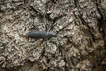 A capricorn beetle sitting on a tree trunk