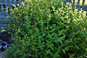 Krzew jagody kamczackiej © merko