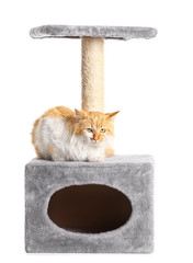 Cute funny cat with scratchig post on white background