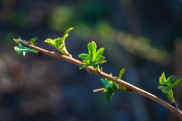Raspberry branch with new green leaves. Selective focus. Shallow depth of field.