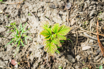 Raspberry branch with new green leaves. Selective focus. Shallow depth of field.
