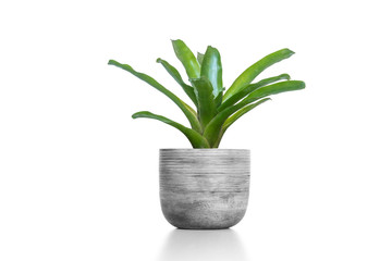 Bromeliad green in cement vase pot isolated on white background.