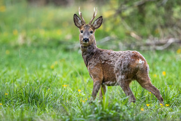 Roe deer buck with pieces of winter fur in spring grass and flowers, Capreolus capreolus, Slovakia