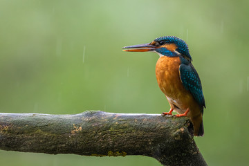 Female kingfisher sitting on the branch in the rain, Alcedo atthis, Slovakia