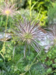 dandelion seed head