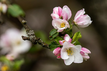 Detail of blooming apple tree, Slovakia