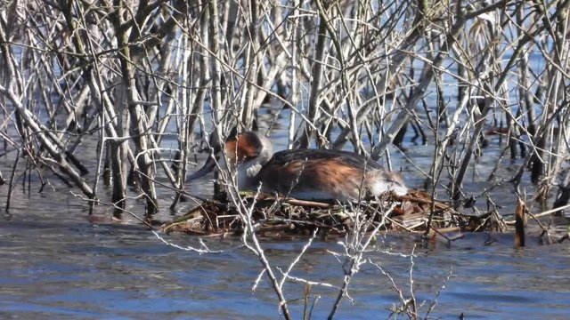 Haubentaucher&nbsp;(Podiceps cristatus) br&uuml;tet