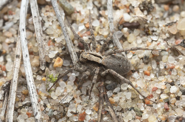 Burnt wolf spider, Xerolycosa nemoralis on sand