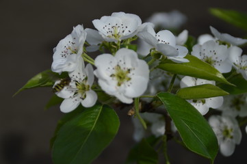apple tree blossom