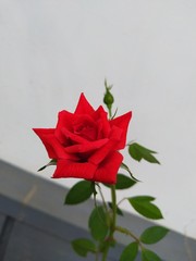 Beautiful Rose in Wayanad, Kerala, India