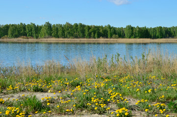Fototapeta na wymiar wild flowers in the lake
