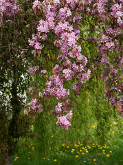 Fototapeta premium pink flowers of Crab apple tree at spring