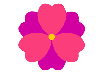 pink flower isolated on white background