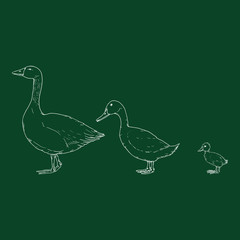 Chalk Duck, Goose and Duckling.