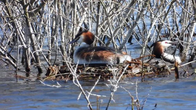 Haubentaucher&nbsp;(Podiceps cristatus) beim Nestbau