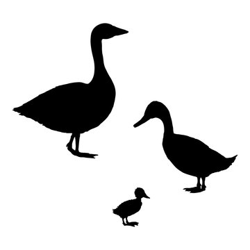 Silhouette of Duck, Goose and Duckling.
