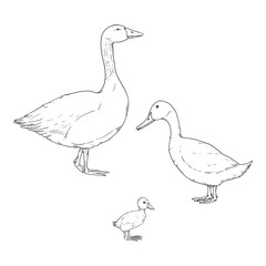 Sketch Duck, Goose and Duckling.