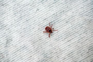 A dangerous parasite and infection carrier mite
