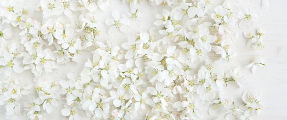 White apple flowers blossom background. Beautiful spring pattern of white flowers, top view..