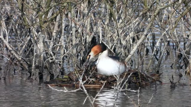 Haubentaucher&nbsp;(Podiceps cristatus) br&uuml;tet