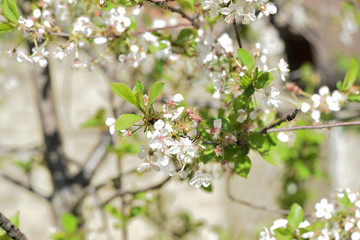 Beautiful blooming cherry tree on a sunny spring day close-up. Natural background