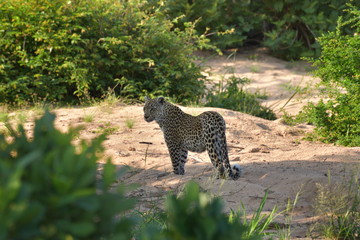 Leopard standing still in a bush. Safari in Kruger park, South Africa.