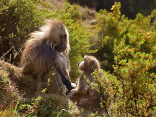 Gelada monkey with baby, Simien mountains, Ethiopia (bleeding heart baboon)