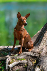 Miniature pinscher with uncut ears in the park