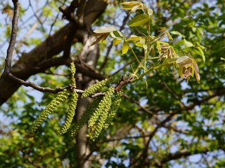 walnut tree with flowers and growing floliage at spring