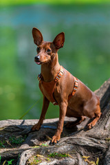Miniature pinscher with uncut ears in the park