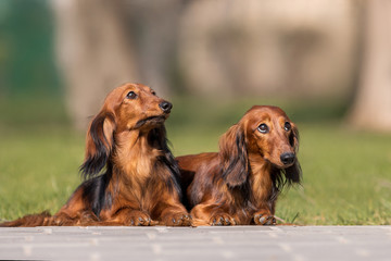 dog dachshund breed in the park