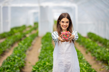 Strawberry growers with harvest,Agricultural engineer working in the greenhouse. Female greenhouse worker with box of strawberries, woman picking berrying on farm, strawberry crop concept.