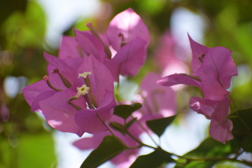 Obraz premium Bougainvillea is a genus of thorny ornamental vines, bushes, or trees.It is native to South America from Brazil west to Peru and south to southern Argentina.