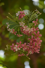 Combretum indicum, also known as the Rangoon creeper or Chinese honeysuckle, is a vine with red flower clusters and native to tropical Asia.