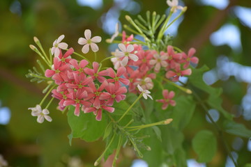 Combretum indicum, also known as the Rangoon creeper or Chinese honeysuckle, is a vine with red...