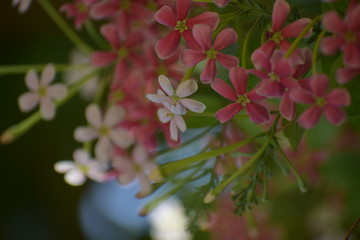 Combretum indicum, also known as the Rangoon creeper or Chinese honeysuckle, is a vine with red...