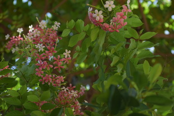 Combretum indicum, also known as the Rangoon creeper or Chinese honeysuckle, is a vine with red...
