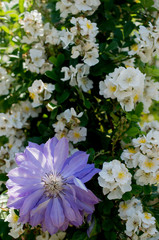 クレマチス　clematis flower 花　バラ　rose