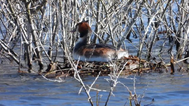 Haubentaucher&nbsp;(Podiceps cristatus) br&uuml;tet