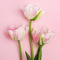 Fototapeta premium Delicate decorative flowers on a pink background.