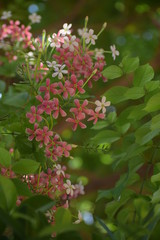 Combretum indicum, also known as the Rangoon creeper or Chinese honeysuckle, is a vine with red flower clusters and native to tropical Asia.