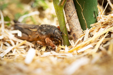 Cricket mole feeds on young tomato seedling. Garden pest.