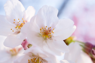 桜　さくら　サクラ　八重桜　cherryblossoms