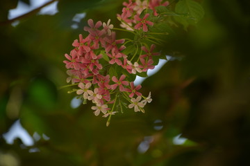 Combretum indicum, also known as the Rangoon creeper or Chinese honeysuckle, is a vine with red flower clusters and native to tropical Asia.