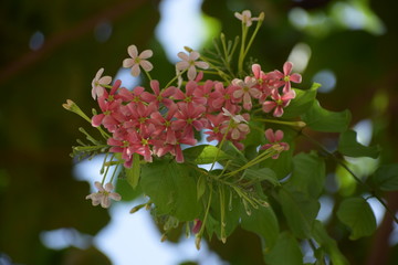 Combretum indicum, also known as the Rangoon creeper or Chinese honeysuckle, is a vine with red...