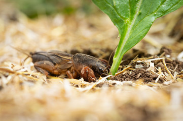 Cricket mole feeds on plant stem. Garden pest.