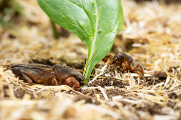 Two Cricket Moles feed on young plant stem. Garden pest.