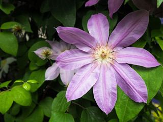 クレマチス　clematis flower 花