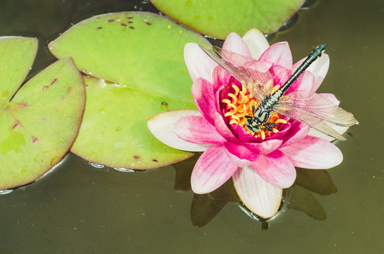 green dragonfly sitting on a pink lotus flower/green dragonfly sitting on a pink water lily lotus flower. Top view.
